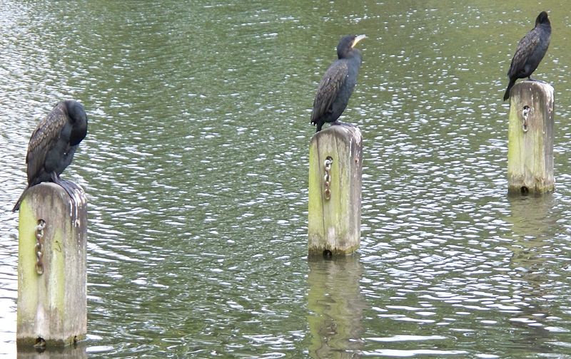 File:Cormorants in Long Water.jpg