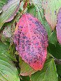 Thumbnail for File:Cornus kousa (Kousa Dogwood) (26470260499).jpg