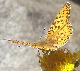 Speyeria coronis