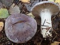 Cortinarius cumatilis