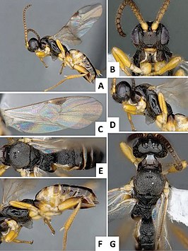 Cotesia flavipes