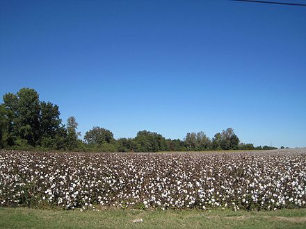 Cotton field in rural Tipton County, 2013