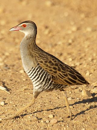 <span class="mw-page-title-main">African crake</span> A bird in the rail family that breeds in most of sub-Saharan Africa.