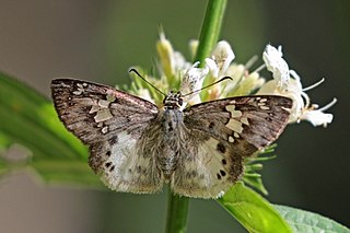 <i>Eagris</i> Genus of butterflies