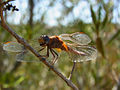 Feuerlibelle (Crocothemis erythraea)