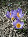 Crocus sieberi subsp. sublimis 'Tricolor'