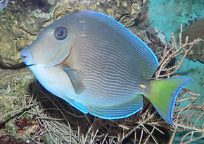 Kuvan kuvaus Ctenochaetus hawaiiensis - Hawaii-Borstenzahndoktorfisch.jpg.