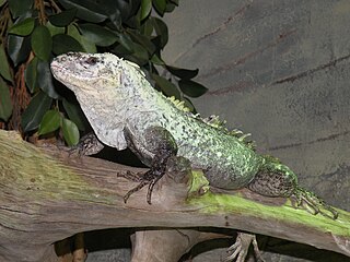 <i>Ctenosaura bakeri</i> Species of lizard