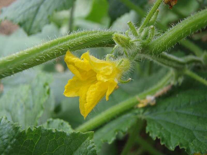 File:Cucumis sativus02.jpg