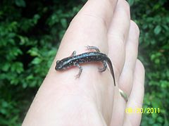Description de l'image Cumberland Plateau Salamander.jpg.