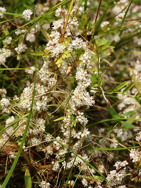 File:Cuscuta europaea (plants).jpg