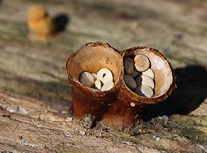 Pot dearling (Cyathus olla)