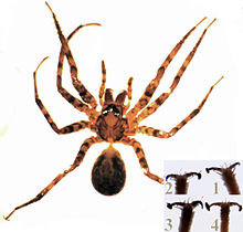 Cycloctenus female.jpg 