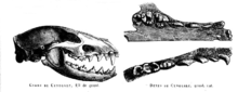 Skull and dentition, as illustrated in Gervais' Histoire naturelle des mammiferes Cynogaleskull.png