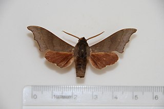 <i>Cypa luzonica</i> Species of moth