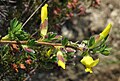 * Nomination Hairy broom (Cytisus hirsutus) --Robert Flogaus-Faust 07:42, 14 September 2023 (UTC) * Promotion There is a hot pixel to be fixed (see note) --C messier 16:21, 21 September 2023 (UTC)  Done I fixed it. Thanks for the note! --Robert Flogaus-Faust 20:57, 21 September 2023 (UTC)  Support Good quality. --C messier 07:32, 22 September 2023 (UTC)