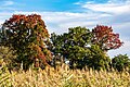 * Nomination Autumn colored trees at the fish ponds in the Börnste hamlet, Kirchspiel, Dülmen, North Rhine-Westphalia, Germany --XRay 04:04, 5 January 2023 (UTC) * Promotion  Support Good quality. --Tournasol7 04:14, 5 January 2023 (UTC)