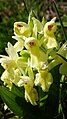 Dactylorhiza sambucina Germany - Gütenbach