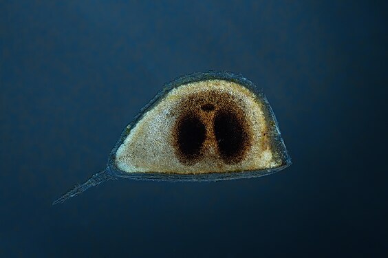 Organisms found on water. Photos by Janek Lass