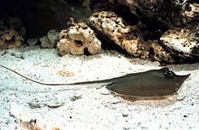 The Atlantic stingray is found over fine substrates. Dasyatis sabina.jpg