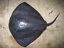 view from above of a dark purple wedge-shaped stingray with a thick tail and small eyes