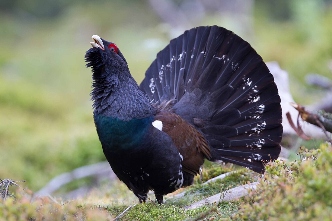 File:David Palmer Capercaillie.jpg