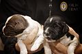 Day 354 - West Midlands Police - Newly born police puppies (8288060774).jpg