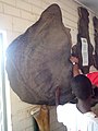 Dead Remains Of An Elephant (The Foot, Lower Jaw, Bones, The Ears) From The Mole National Park In Savanna Region Of Ghana 01