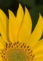 Vignette pour Balsamorhize à feuilles deltoïdes