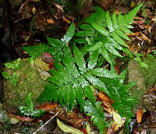 <i>Deparia</i> Genus of ferns