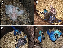 Development phases of the chicks: (A) nestling, 0-25 days, birds in picture are 17 and 18 days, respectively. Mass gain at this phase is slow, (B) chick, 26-77 days, birds in picture are 44 and 45 days, respectively, (C) chicks, birds in picture are 61 and 62 days, respectively. Geometric growth until maximum weight is attained, (D) juvenile, 78-107 days, birds in pictures are 104 and 105 days, respectively. Weight is maintained up to 90-95 days when weight loss begins with the first attempts of flying. Desenvolvimento dos filhotes Anodorhynchus hyacinthinus.jpg