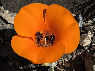 <i>Calochortus kennedyi</i> Species of flowering plant