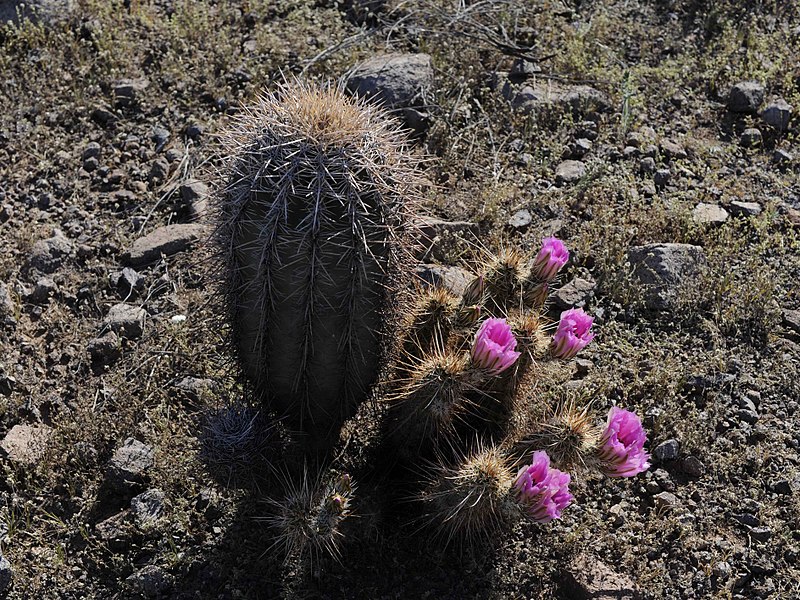 File:Desert scenic flowers cacti.jpg