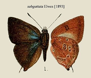 <i>Deudorix subguttata</i> Species of butterfly