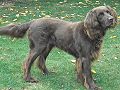 Thumbnail for German Longhaired Pointer