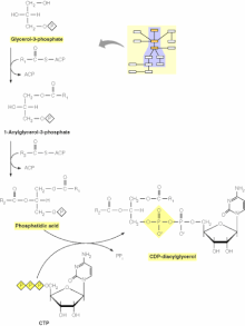 Glycerophospholipid biosynthesis