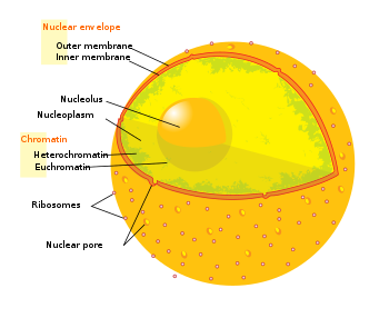 Diagram human cell nucleus pt.svg