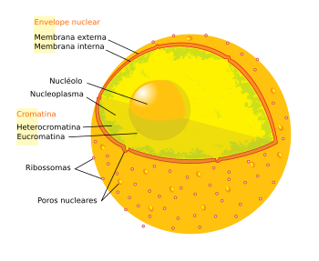 Diagram human cell nucleus pt.svg