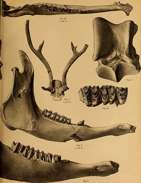 File:Die Pithecanthropus-Schichten auf Java. Geologische und paläontologische Ergebnisse der Trinil-Expedition (1907 und 1908), ausgeführt mit Unterstützung der Akademischen Jubiläumsstiftung der Stadt (20932037332).jpg