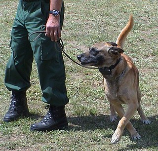 <span class="mw-page-title-main">Shock collar</span> Dog training device using electrical stimulation for reinforcement