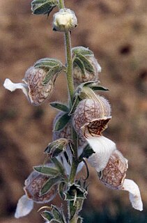 <i>Digitalis lamarckii</i> Species of flowering plant