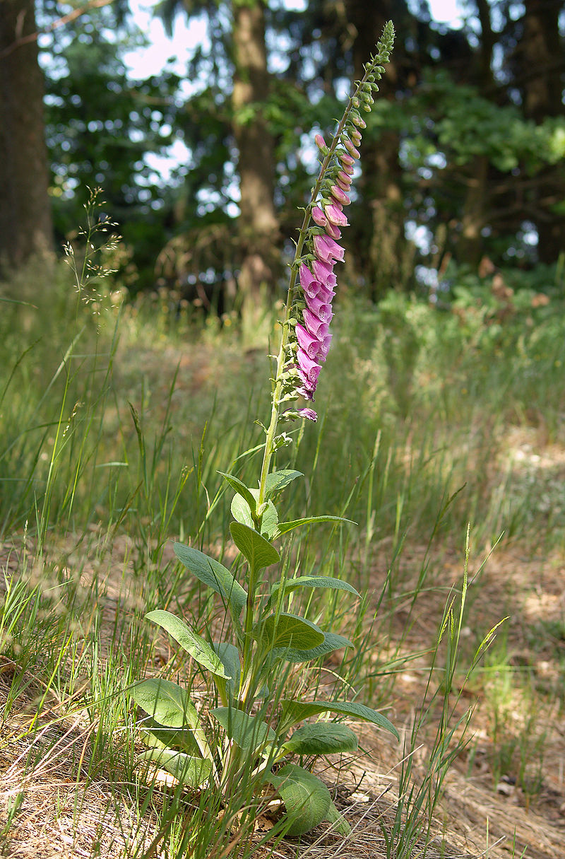 Digitalis purpurea LC0101.jpg