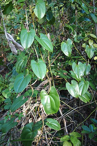 <i>Dioscorea transversa</i> Species of yam from Australia