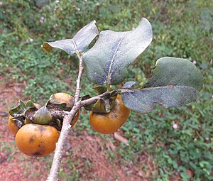 Diospyros montana.jpg