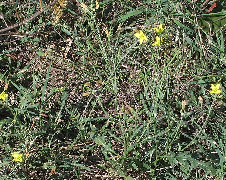 File:Diplotaxis tenuifolia PID2046-1.jpg