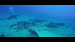 Податотека:Diving in Cabo San Lucas.webm