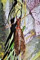 Eumegaloptera/Corydalidae (Corydalis cornutus)