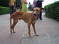 Một con chó hoang ở Ấn Độ