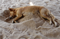 Dog resting in sand in Thailand, 2013.