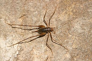 Hembra Dolichopoda schiavazzii, un camarón de cueva de Toscana